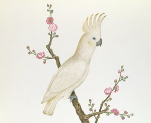 小レモンクレステッドコカトゥー、開花ジャポニカの小枝の上に腰掛けて、陳肺時代（1736-96）（紙の色）